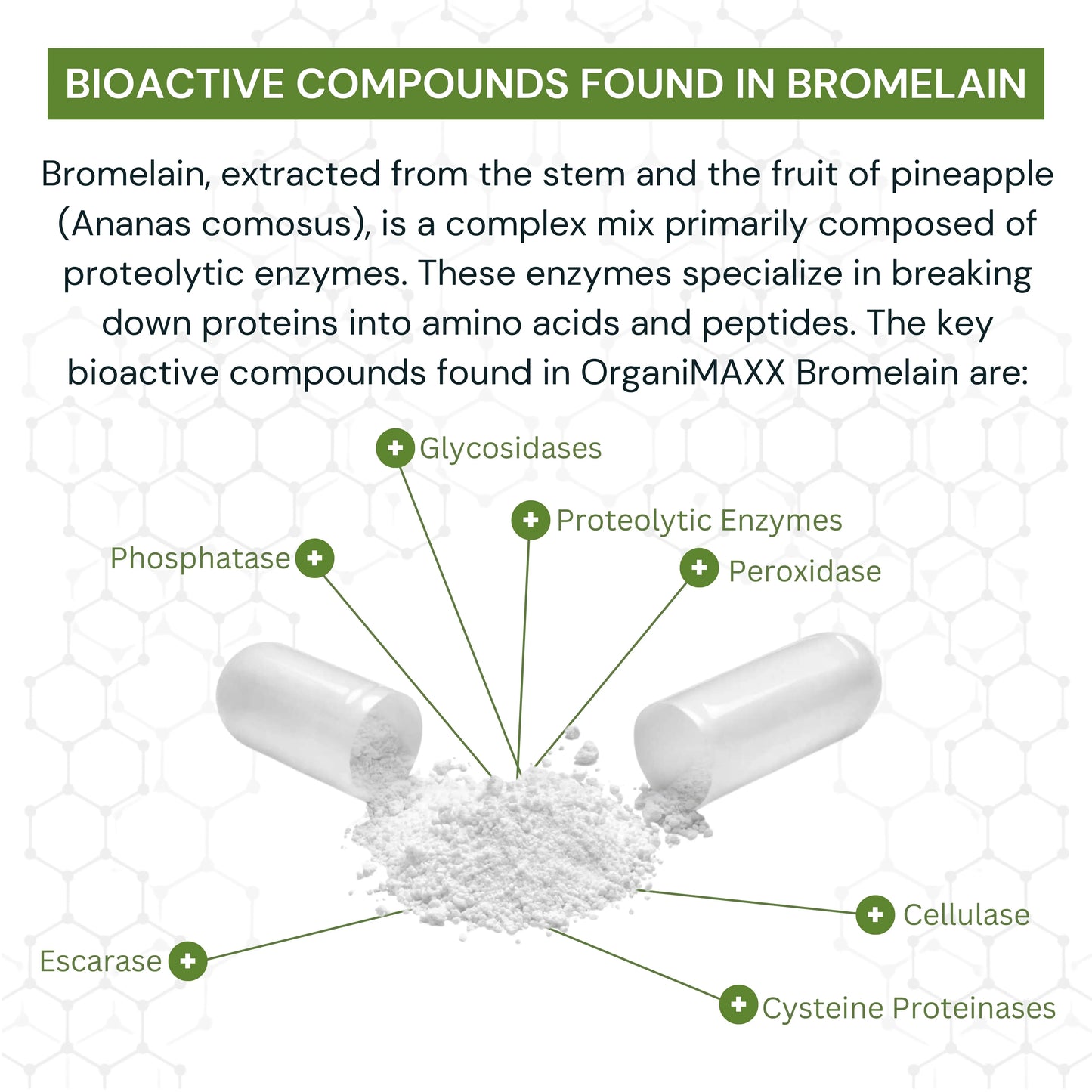 OrganiMAXX Certified Organic Bromelain Capsules 500 MG - 120 Count OrganiMAXX.